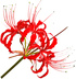 Red spiderlily